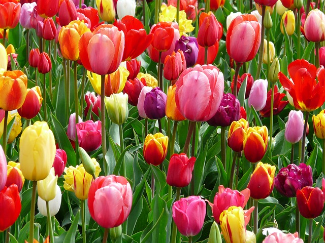 tulips-52126_640 tulips-52126_640